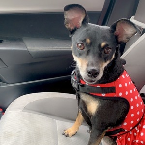 Fundraising Page: Cassidy Law